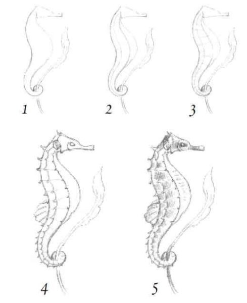 Как нарисовать морского конька поэтапно