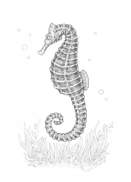 Морской конек раскраска для детей