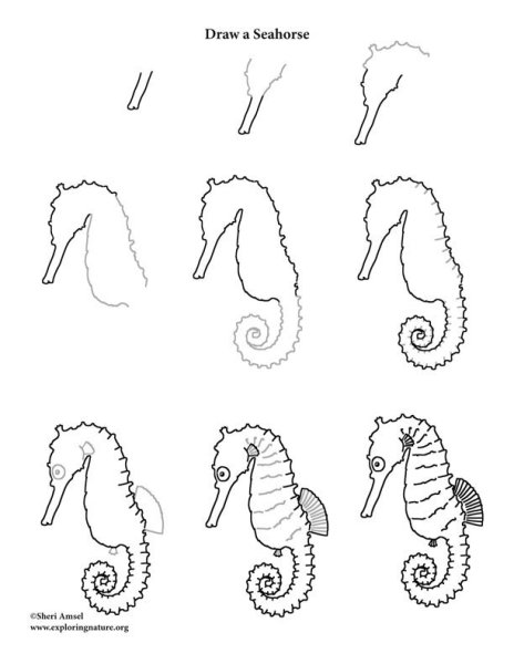Морской конек карандашом