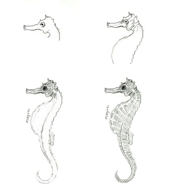 Рисуем морского конька