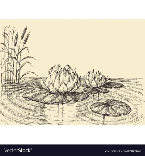 Озеро с кувшинками карандашом