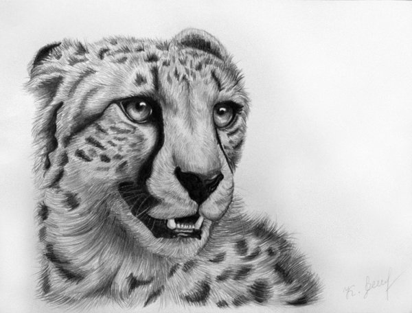Нарисовать гепарда карандашом