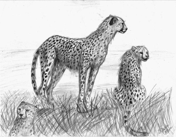 Гепард Cheetah 1994