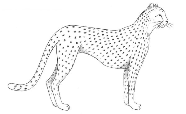 Гепард рисунок