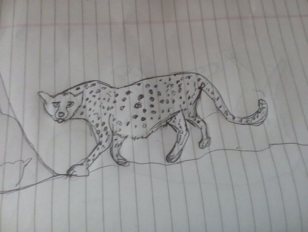 Гепарда самые легкие рисунки