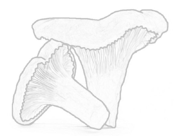 Раскраска ложные лисички гриб грибы