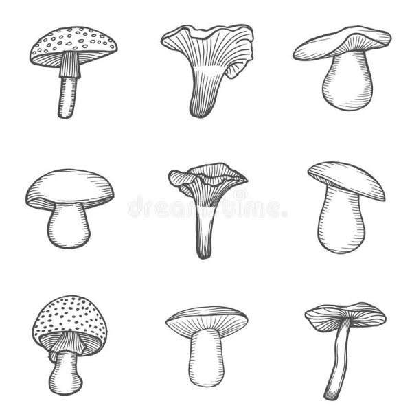 Свинушка тонкая рисунок