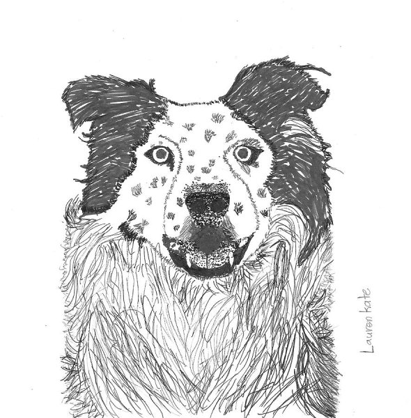 Бордер колли для срисовки