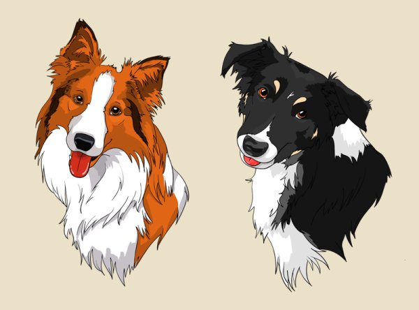 Бордер колли рисунок карандашом