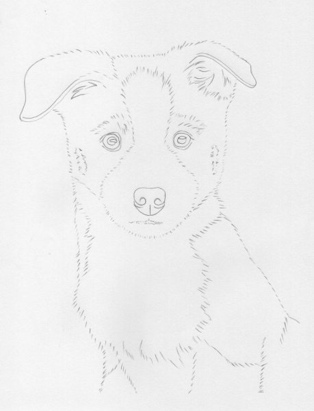 Бордер колли арт скетч