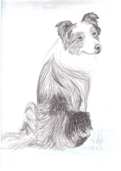 Рисунки бордер колли Карандашные