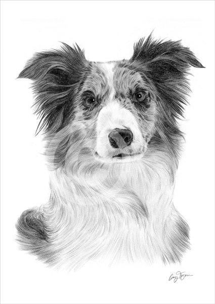 Лайны бордер колли