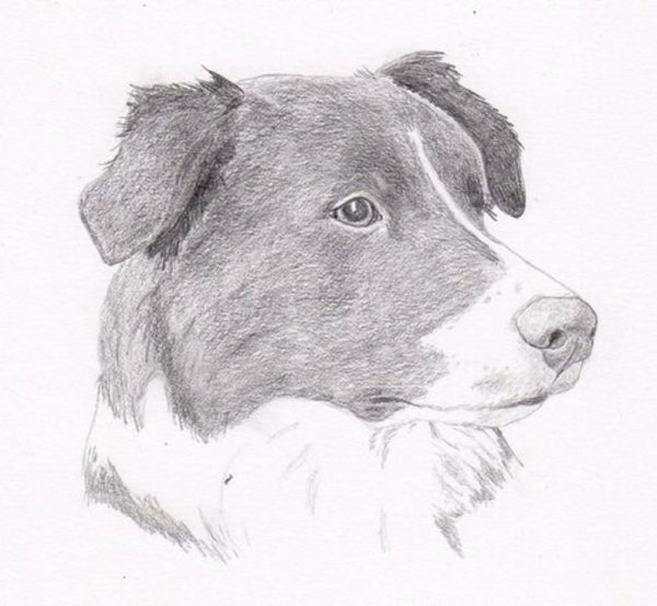 Бордер колли карандашом