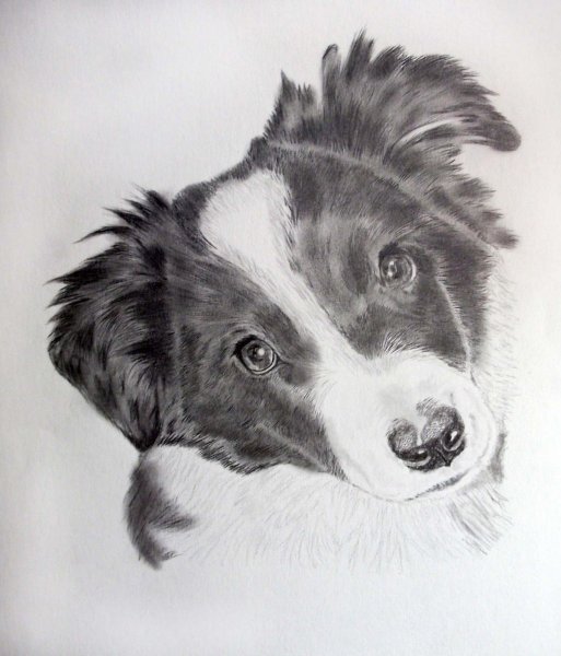 Раскраска собака бордер колли