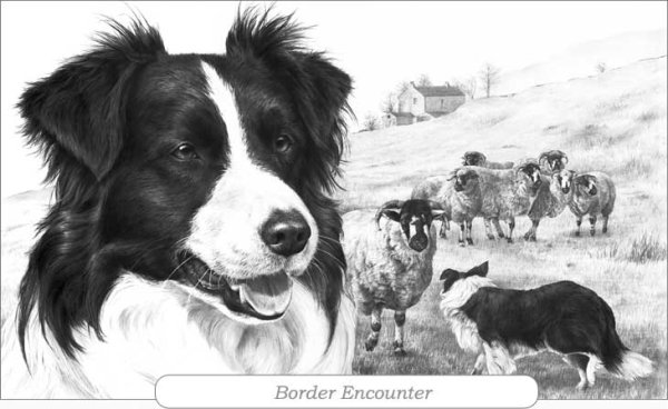 Бордер колли рисунок карандашом