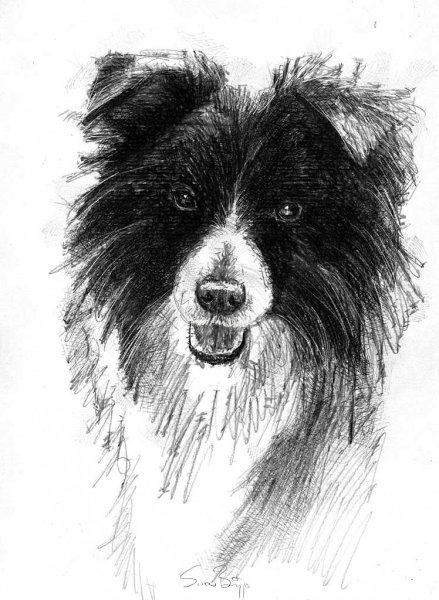 Бордер колли рисунок карандашом