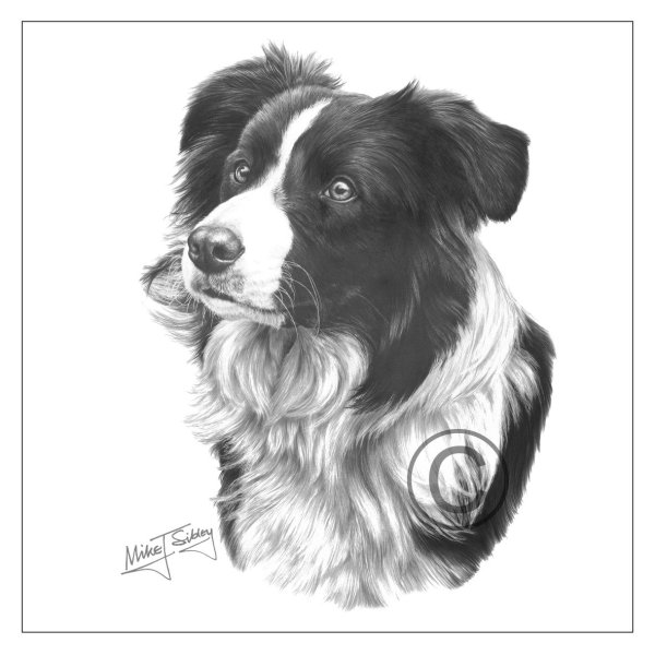 Бордер колли векторный