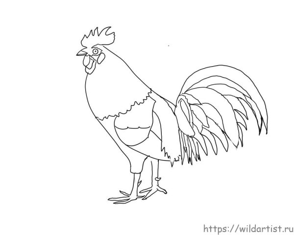 Рисунок петуха для детей 7 лет карандашом