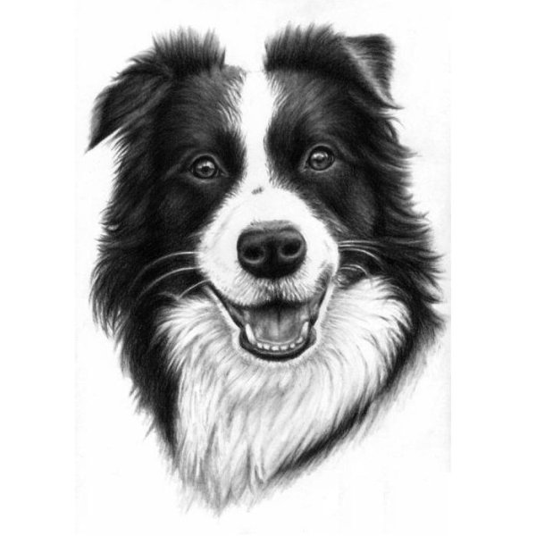 Бордер колли стандарт породы