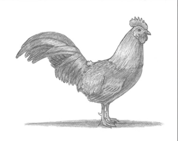 Петух рисунок карандашом