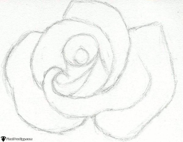 Розы рисунок карандашом для срисовки лёгкие