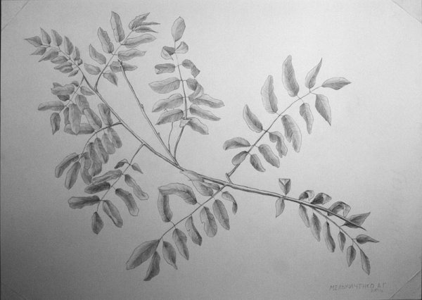 Веточки с листиками в штриховке
