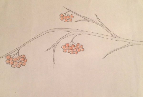 Ветка рябины рисунок