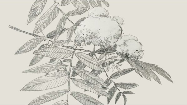 Вышивка гладью рябина