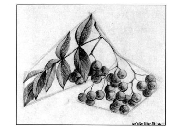 Рябина раскраска