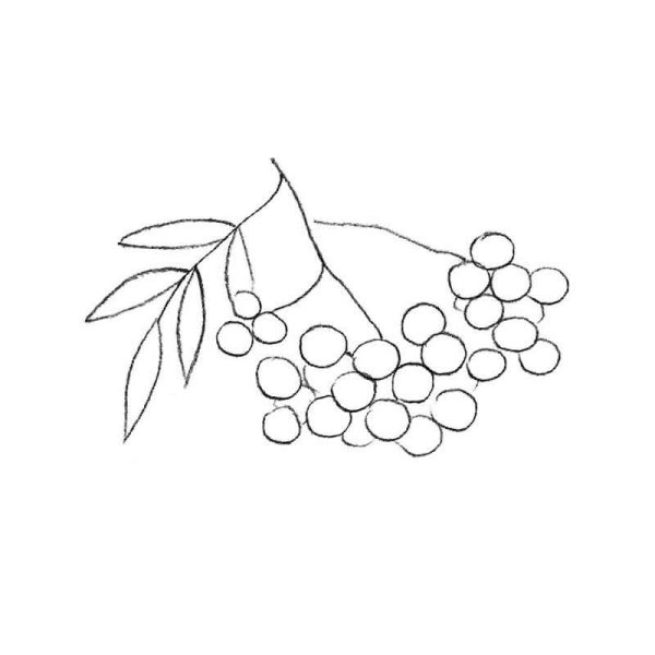 Рисунок рябины пошагово карандашом