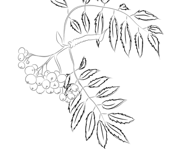 Веточка рябины раскраска для детей