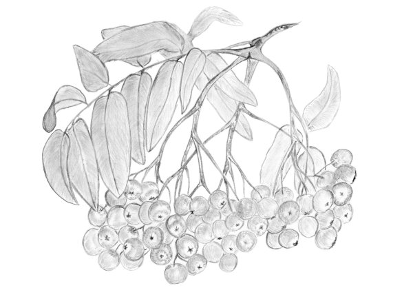 Кисть Рябинки гроздь Калинки рисование