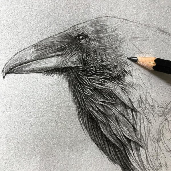 Рисунки графитным карандашом