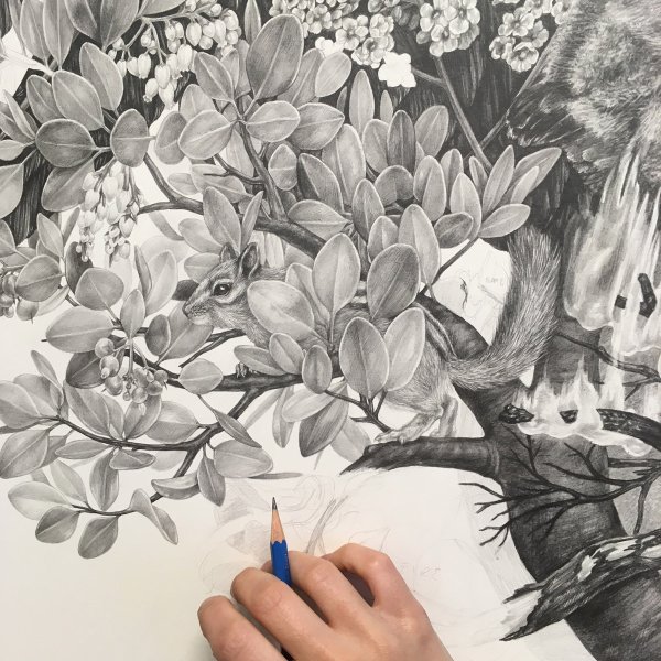 Рисунок графитовым карандашом