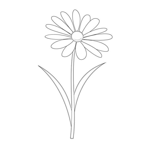 Рисунок ромашки карандашом для срисовки