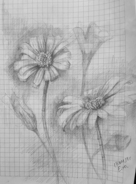 Ромашка карандашом
