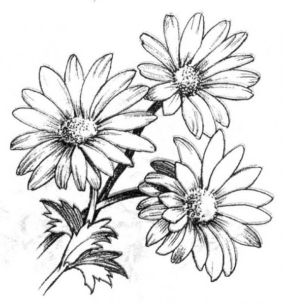 Ромашка карандашом