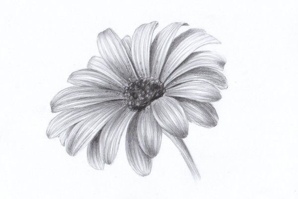 Ромашка карандашом