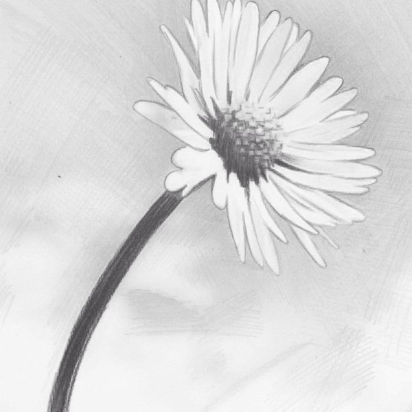 Ромашка Графика