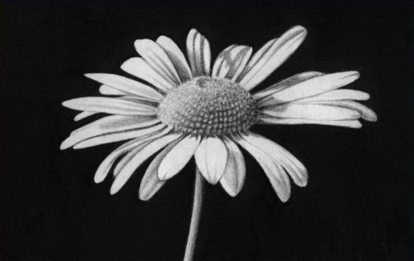 Нарисованная Ромашка крупным планом