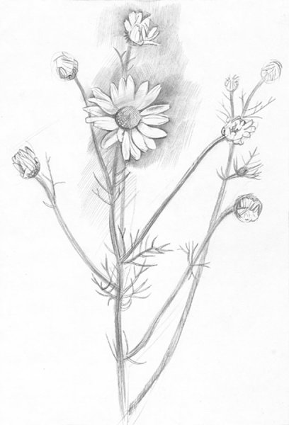 Рисование цветов