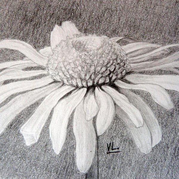 Букет ромашек карандашом