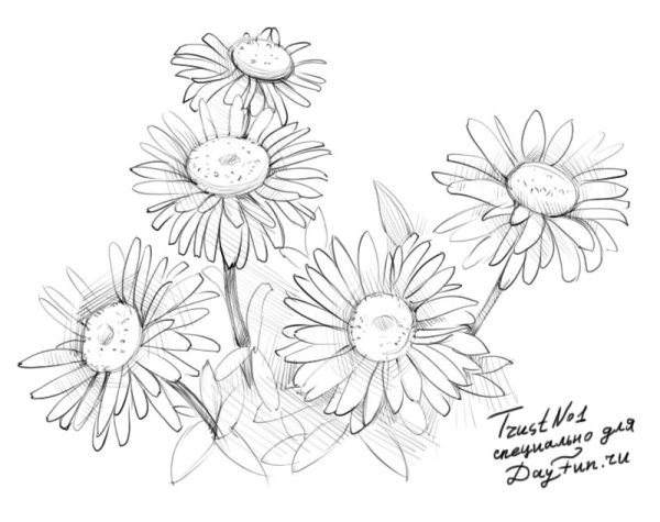 Ромашка рисунок карандашом