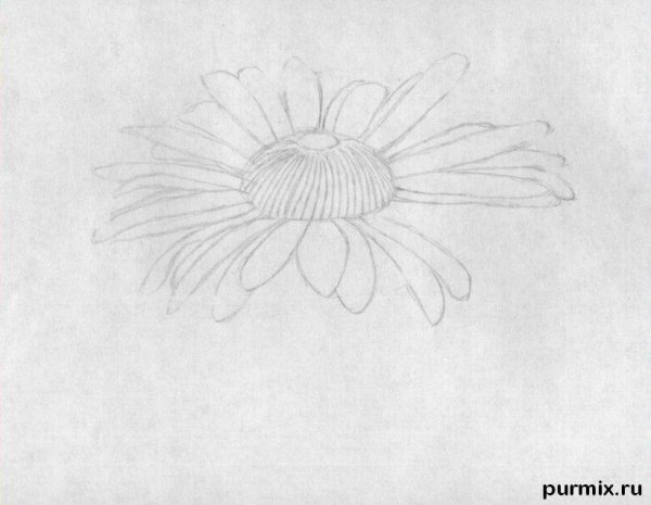 Ромашки карандашом для срисовки для начинающих