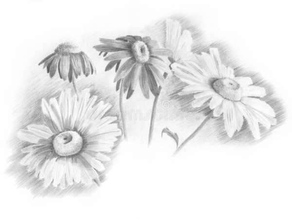 Рисунки полевых цветов карандашом для срисовки