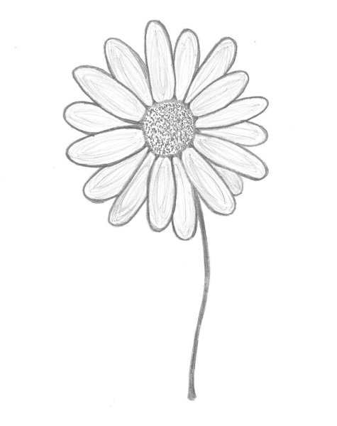 Ромашка карандашом