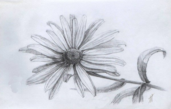 Букет цветов цветными карандашами для детей