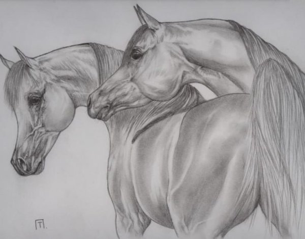 Лошадь рисунок карандашом