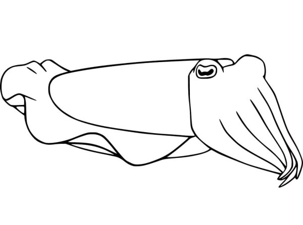 Осьминог рисунок карандашом