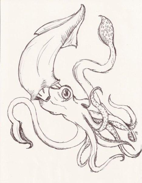 Кальмар раскраска